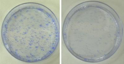 SIRT1 Curbs Cell Division