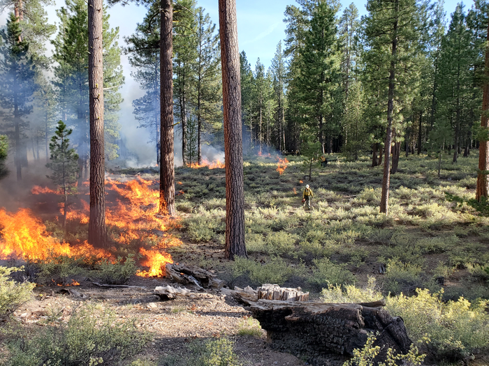 Prescribed fire