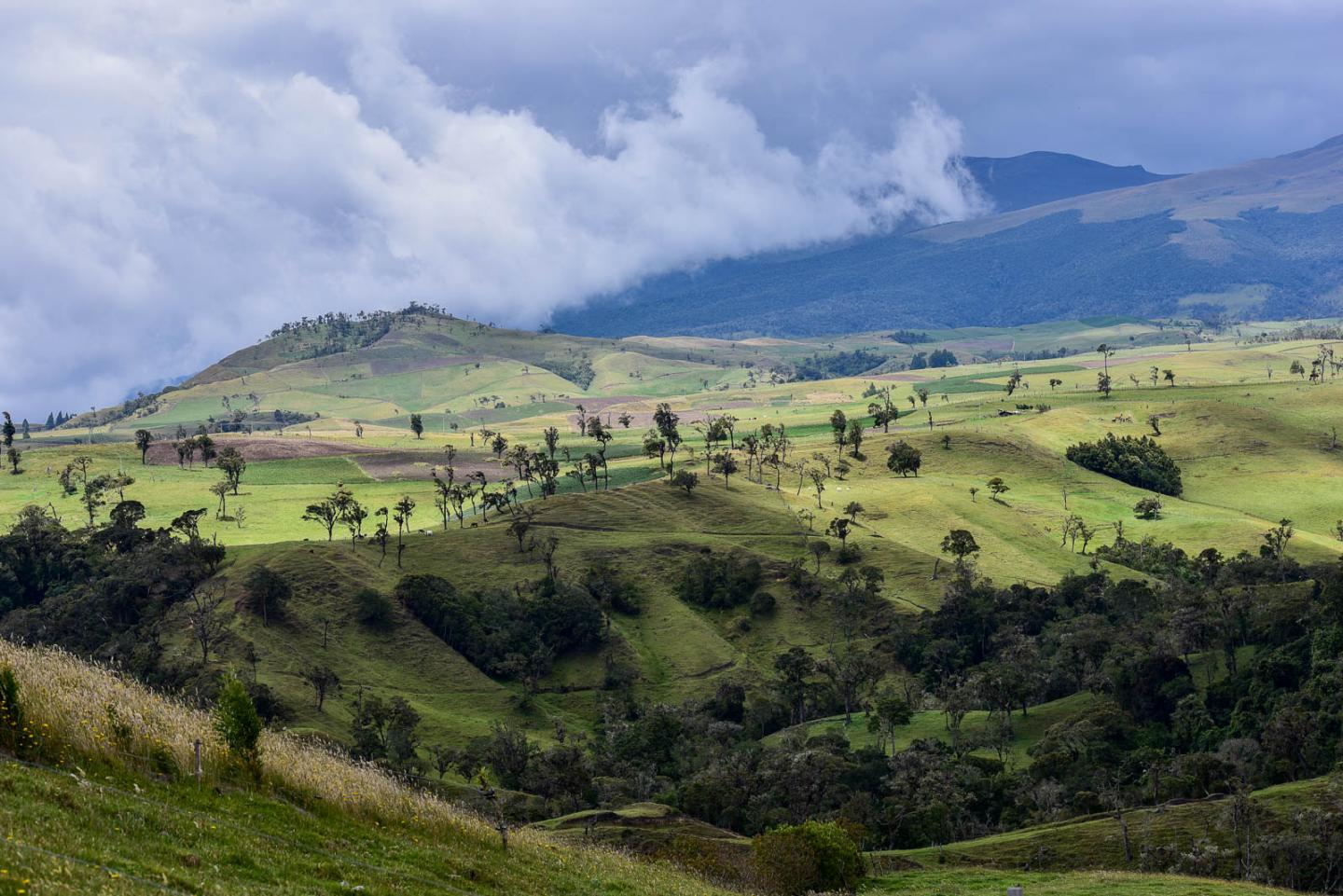 Conservation Planning in Tropical Forests Rarely Takes Climate into Account