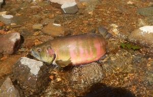 Modeling the migratory choices of female masu salmon.