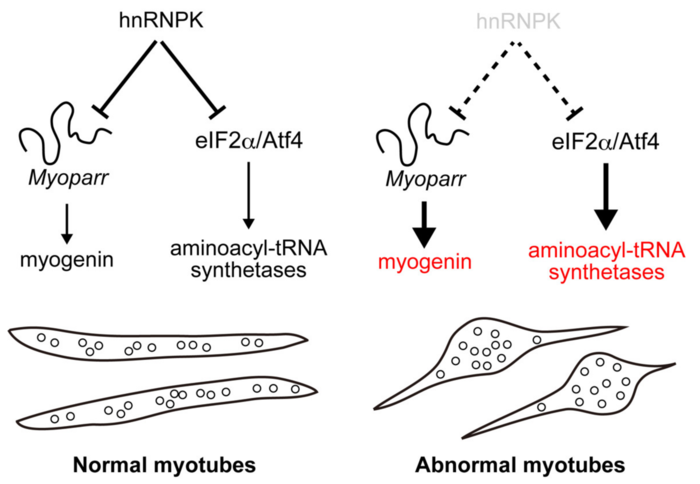 Scientists delineate the pleiotropic functions of hnRNPK in skeletal muscle cells