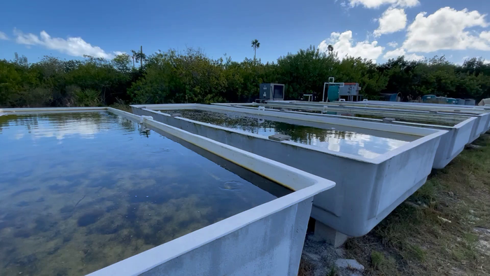 Experimental Seagrass Nursery