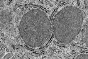 Mitochondria in the liver