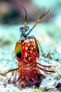 Peacock Mantis Shrimp Burrow