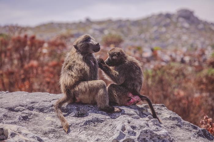 A female chacma baboon grooms a male on the Cape Peninsula, South Africa.