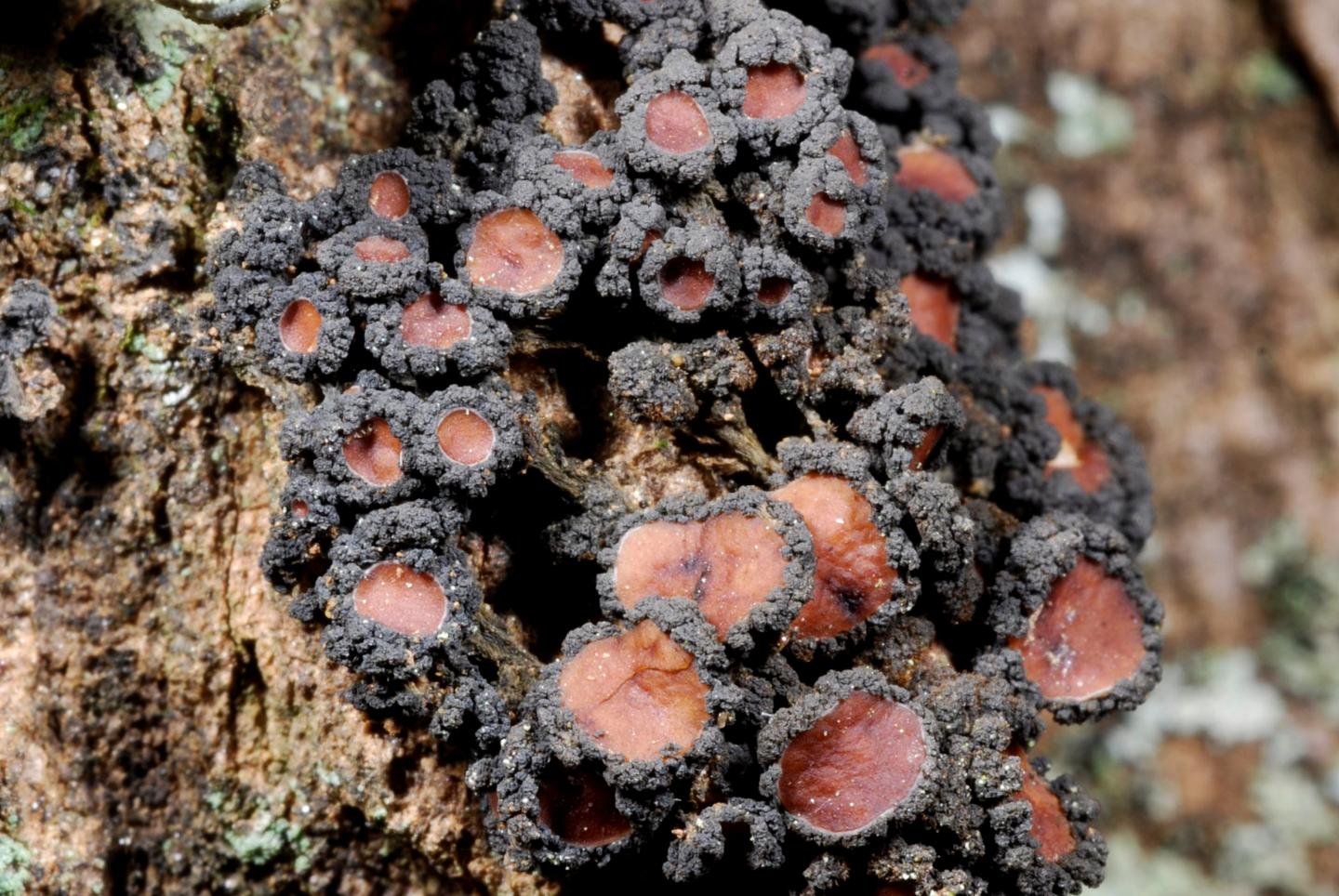 Jelly lichen Leptogium sp