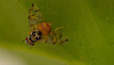 Mediterranean Fruit Fly (3 of 3)