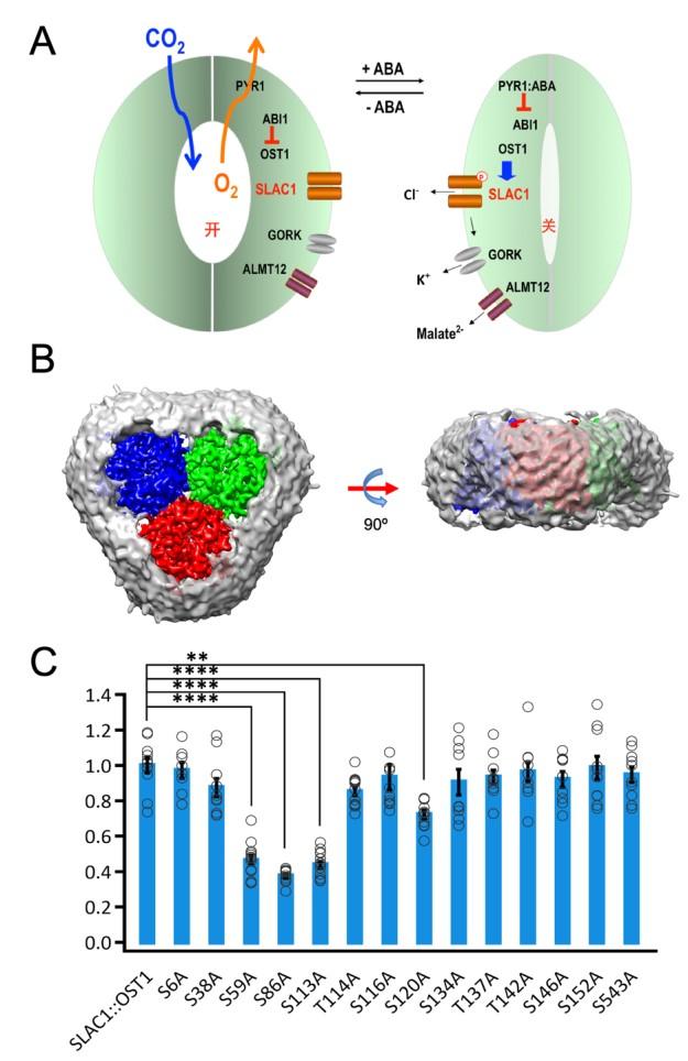 The SLAC1 Channel for Stomatal Signaling in Leaves