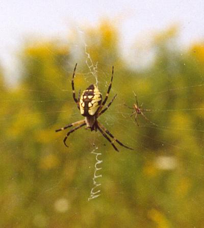 Large Female, Small Male Spiders