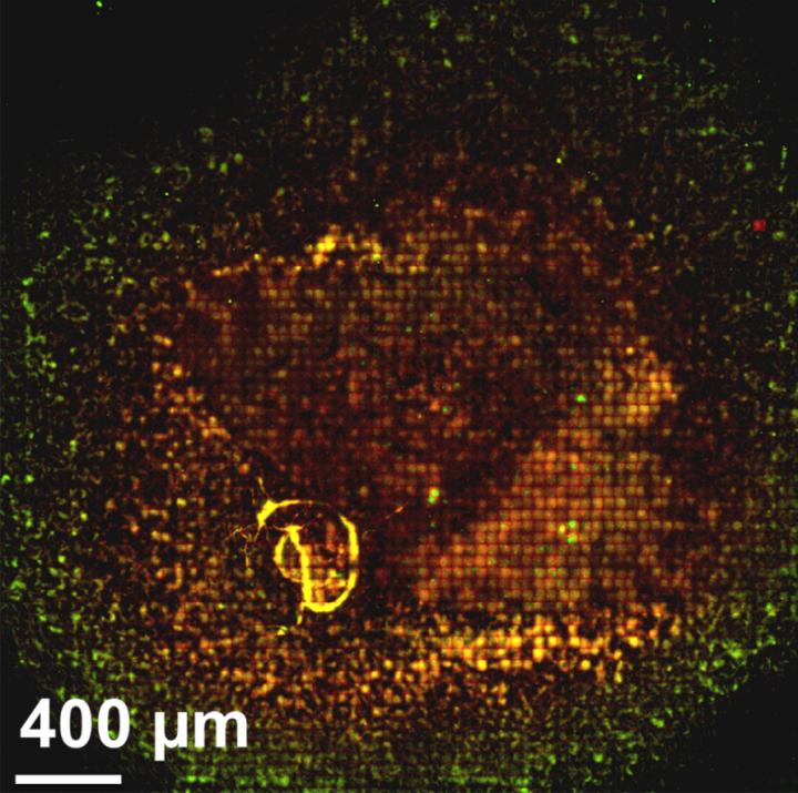 SÃ©cretion de polysaccharide dans la communautÃ© bactÃ©rienne