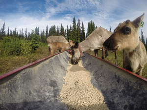 Caribou Herd