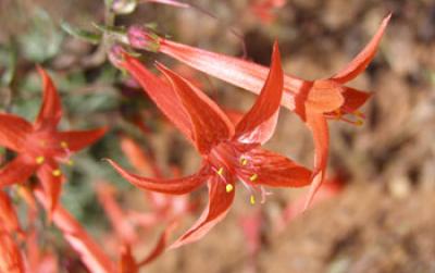 Red Trumpet-Like Flowers of Scarlet Gilia