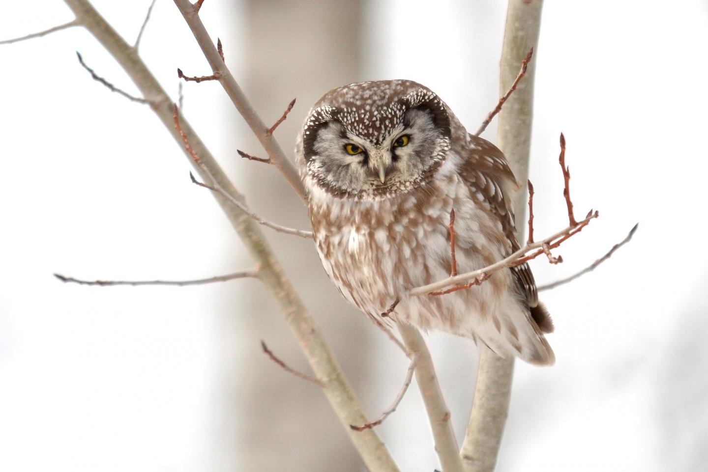 Boreal Owl