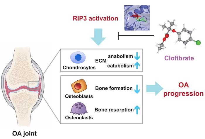 RIP3-mediated OA pathogenesis via perturbing the bone-cartilage unit