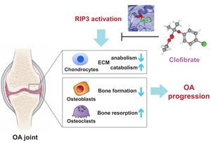 RIP3-mediated OA pathogenesis via perturbing the bone-cartilage unit