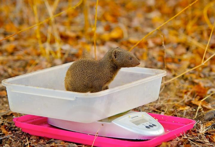 Mongoose Weights Image