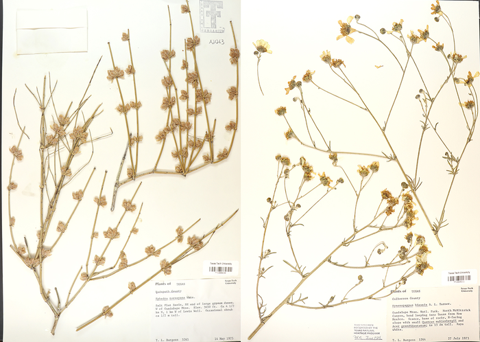 Guadalupe Mountain herbarium specimens