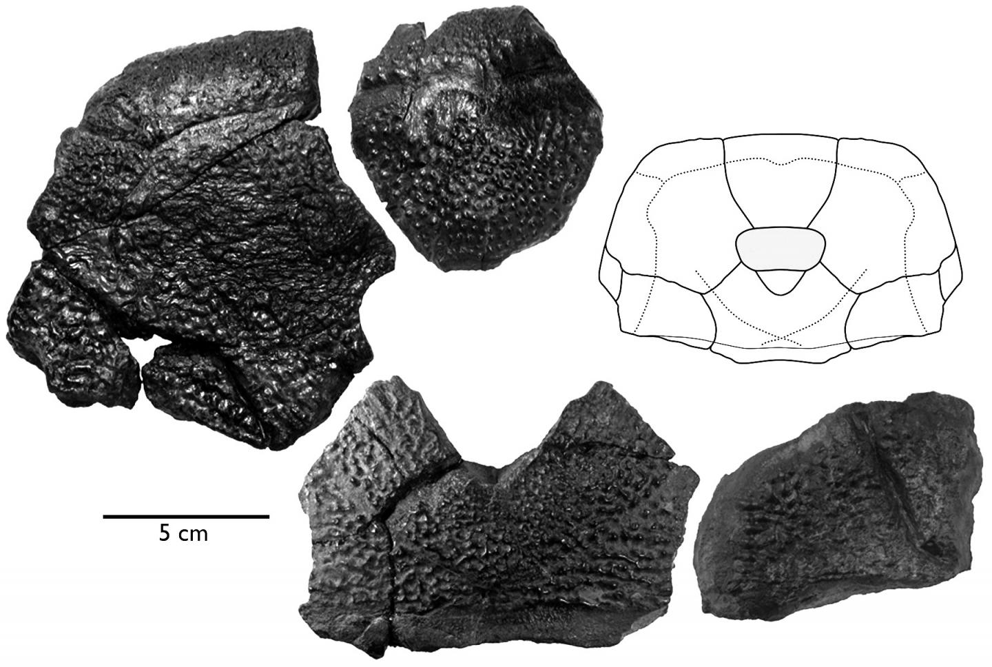 <i>B. rex</i> Fossils and Skull Drawing