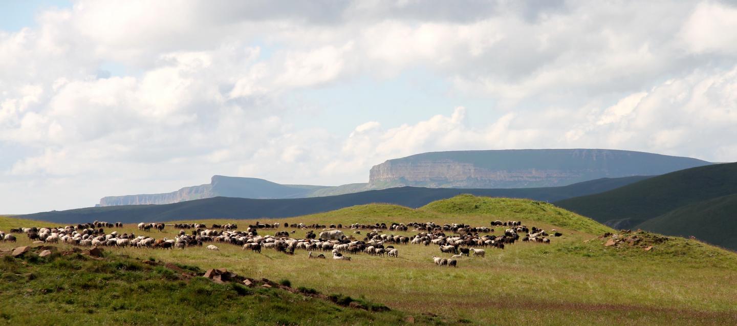 Grazing Animals in the Mountains