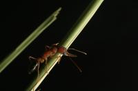 Ritual Battles Re-Shape Physiology in 1 Ant Species
