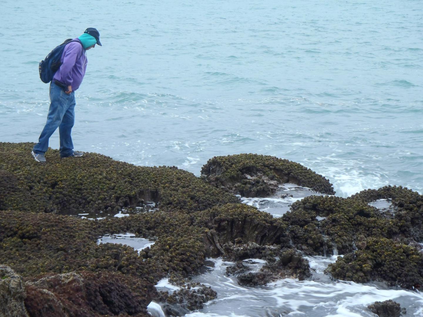 A 'mat' of Pyura praeputialis in Chile.
