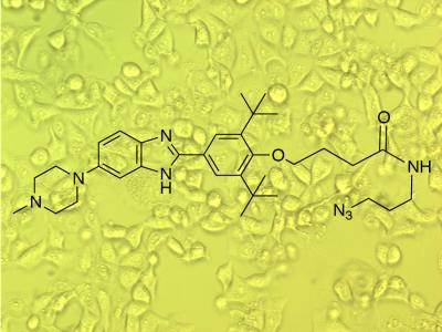 Disney_apoptotic cells