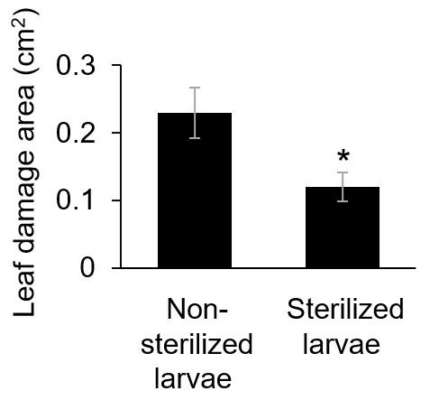 Agricultural Pest that Relies on Bacteria to Overcome Plant Defenses