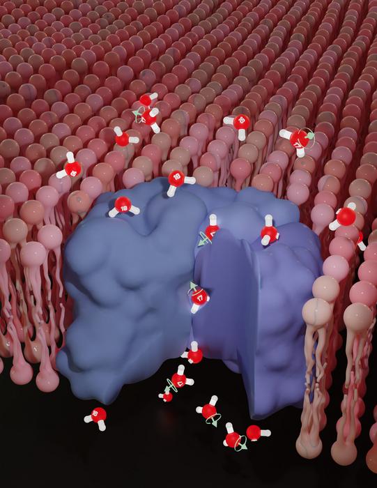 Nuclear Spin’s Impact on Biological Processes Uncovered