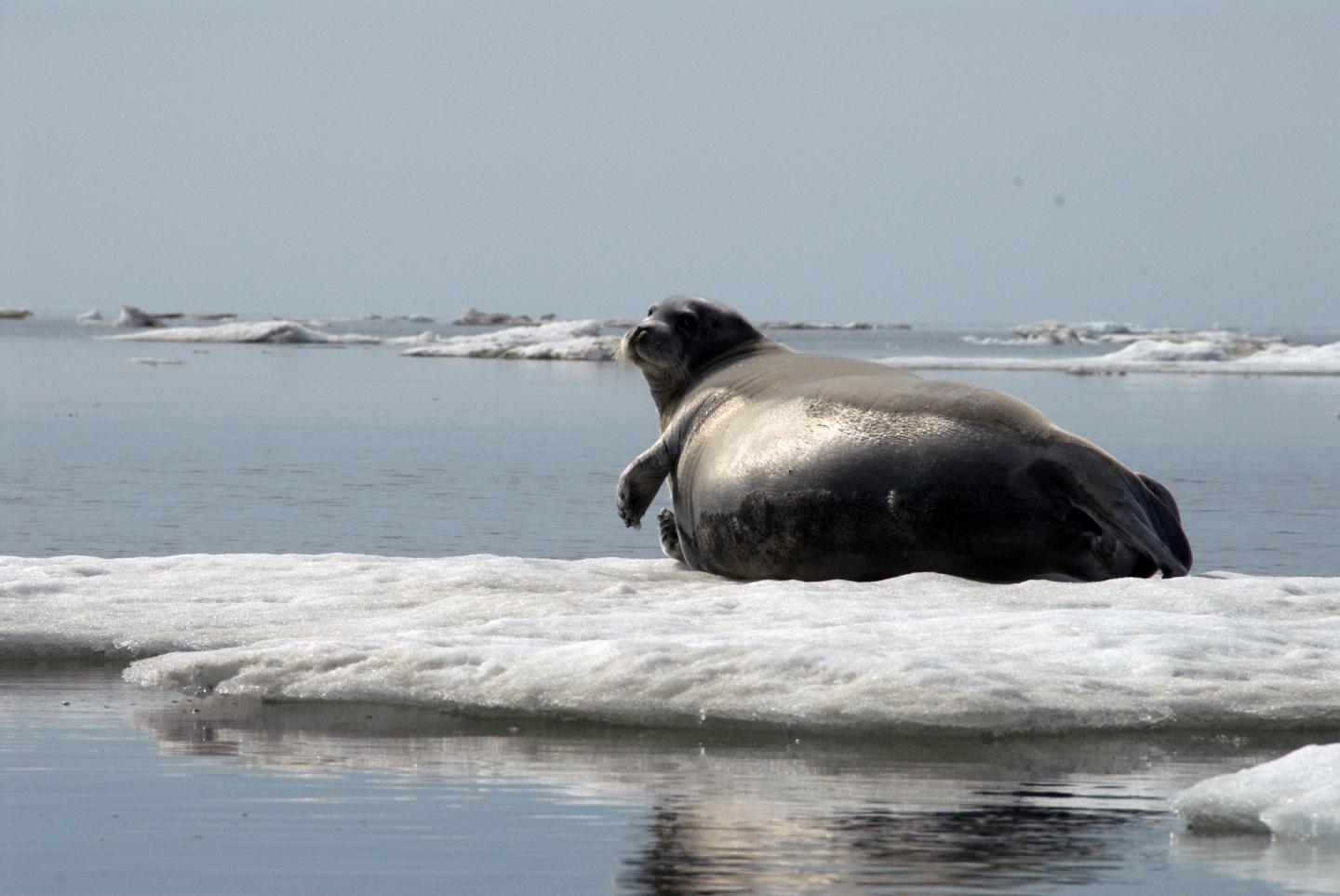 Bearded seal