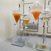 Extraction Process of the Red Yeast Rhodotorula mucilaginosa