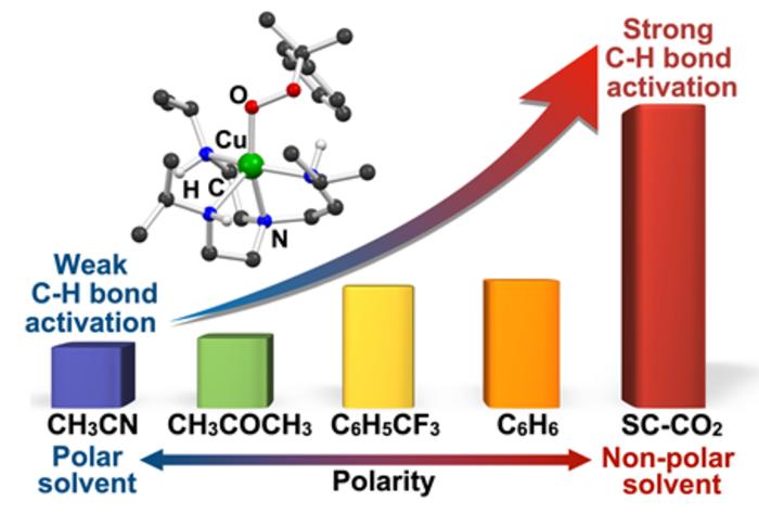 Schematic image, showing the comparison of reactivity of copper(II)-alkylperoxo species