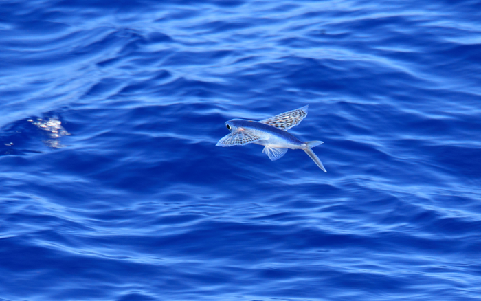 Yellow-wing flying fish