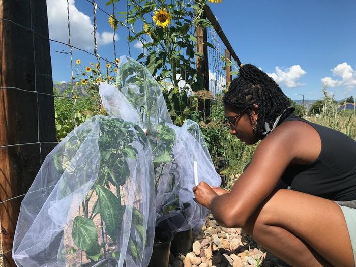 Asia Kaiser checked on the jalapeño pepper plants the team grew in the community gardens in Boulder County.