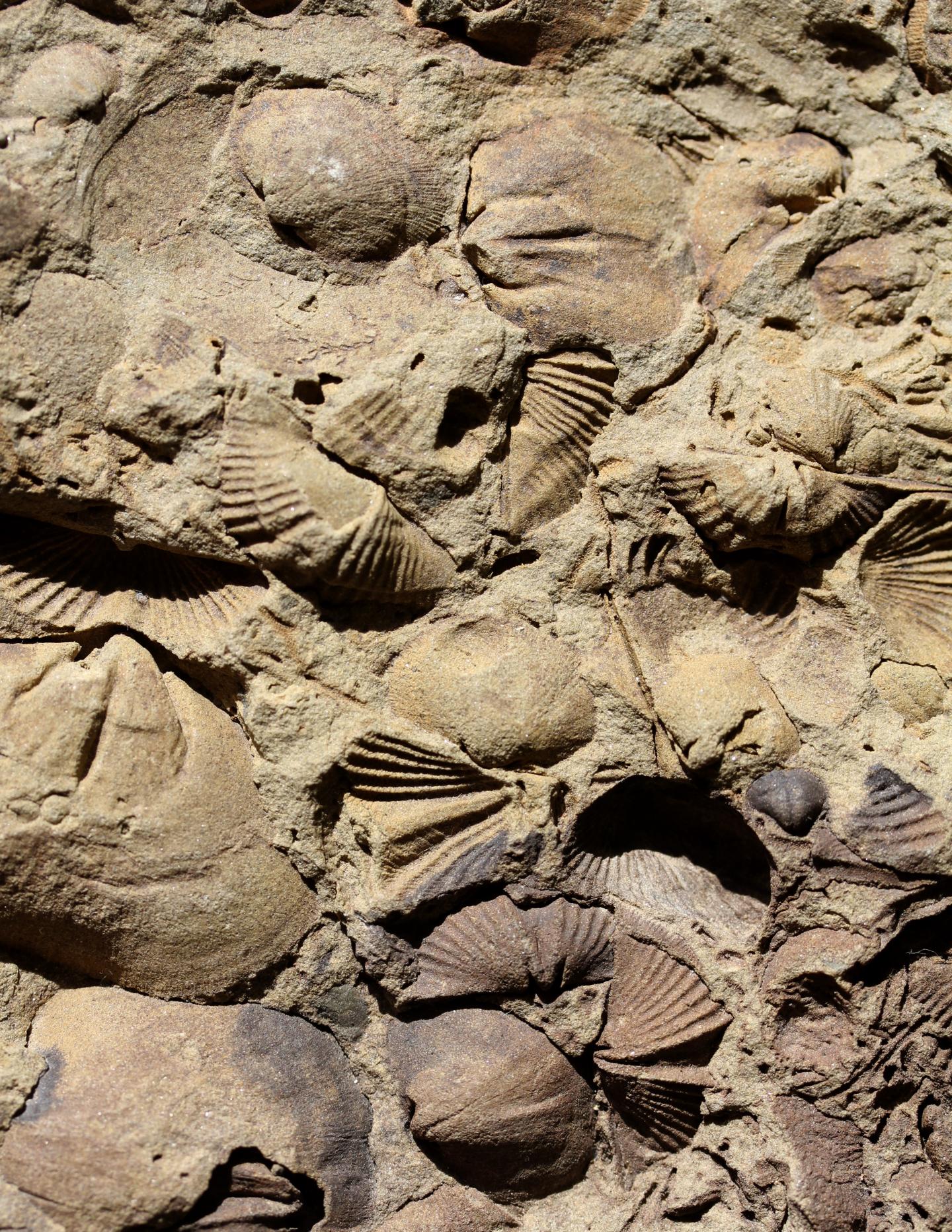 Late Devonian Brachiopod Fossils Preserved as Molds in a Fine-Grained Sandstone