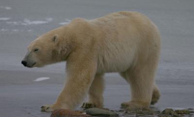 Sub-adult Male Polar Bear