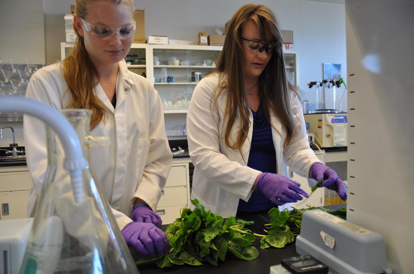 Preparing Spinach in Lab