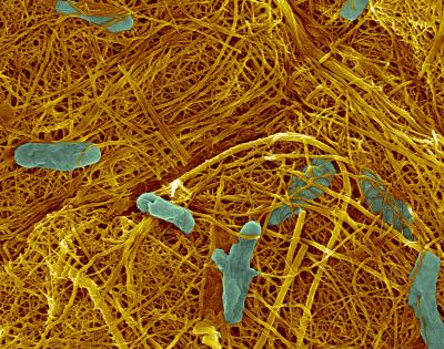 Nanotube-Producing Bacteria