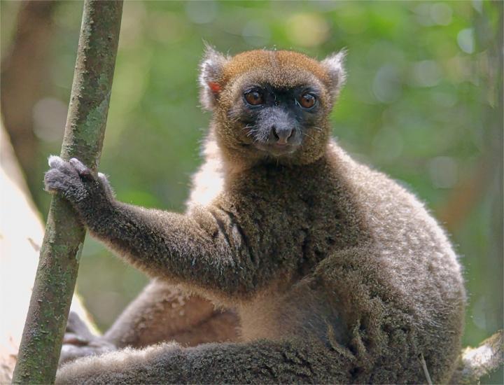 Greater Bamboo Lemur