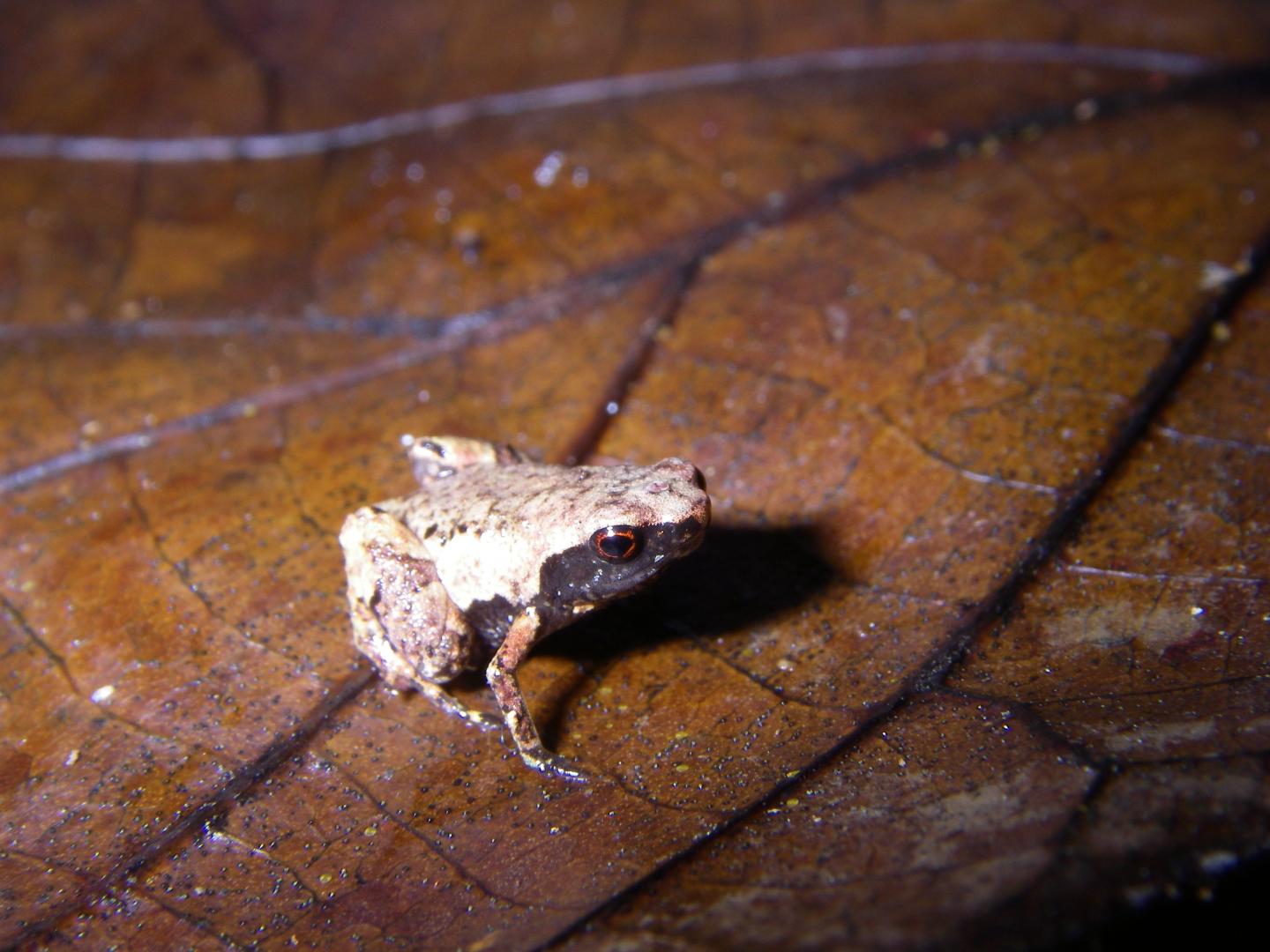 <em>Mini mum</em> lives in the leaf litter in the fragmented lowland forest along Madagascar's east 
