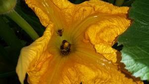 Squash bee