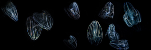 Comb jellies