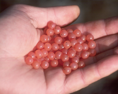 Chinook Salmon Eggs | EurekAlert!