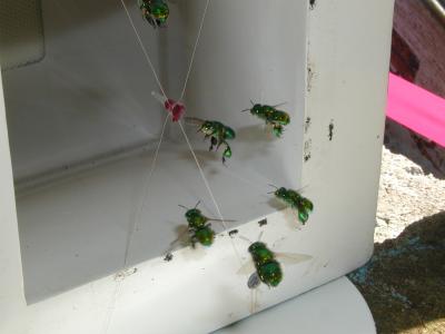Orchid Bees Flying Towards a Feeder