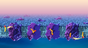 Step-by-step process of lipid transport across blood-brain barrier.