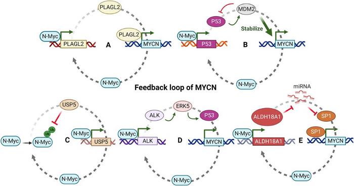 Feedback regulation of MYCN.