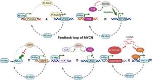 Feedback regulation of MYCN.