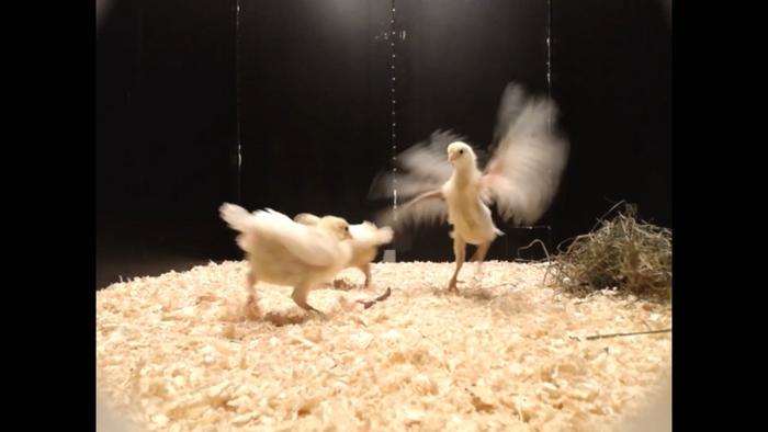 Chicks playing