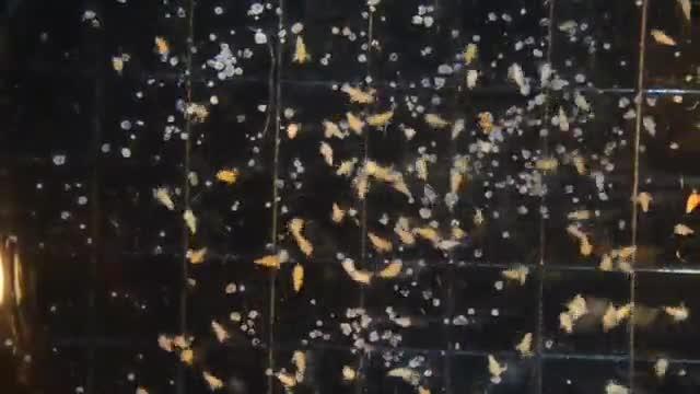 Lab-Fed Brine Shrimp Succumbing to the Cassiosomes in the Lab