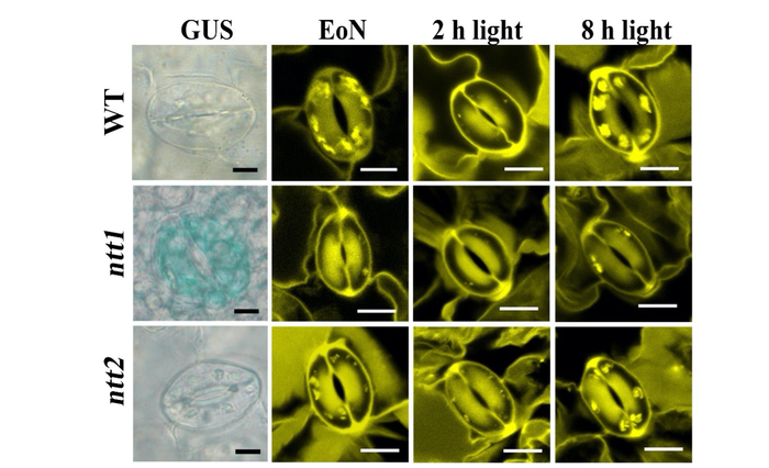 guard cell microscope