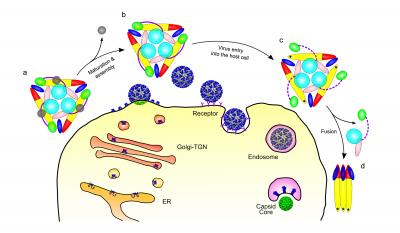 Diagram of Virus Invading Host Cell